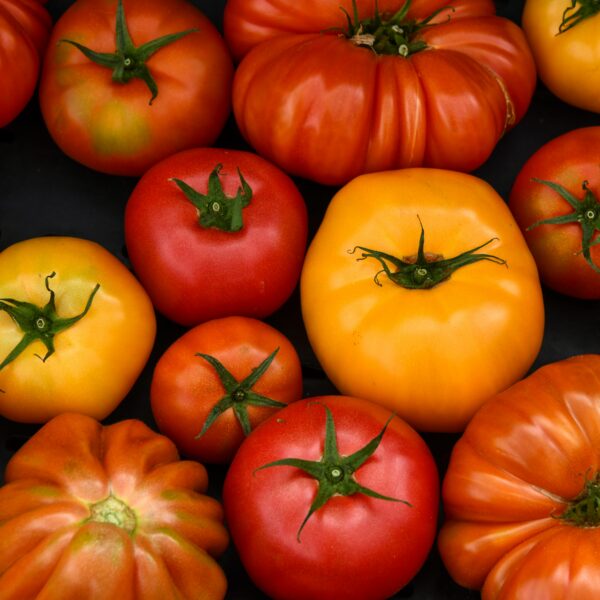 Pourquoi on ne mange pas de tomate en hiver ?
