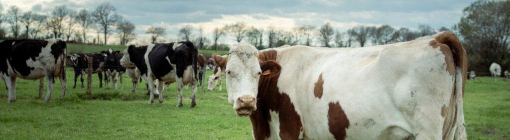vache à lait